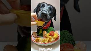 Dinner Time puppy dog dogfood shorts shortsvideo youtubeshorts [upl. by Corey]