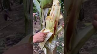 Operasi pohon pisang quotes ngakak katamutiara military gardening pisang fruitcutting fruit [upl. by Yenffad]