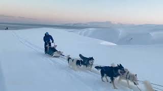 DOG SLEDDING IN WINTERSVALBARD [upl. by Ahsikal]