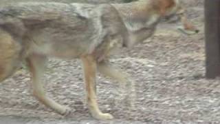 Roadrunner and Coyote at Big Bend Park [upl. by Toddy]