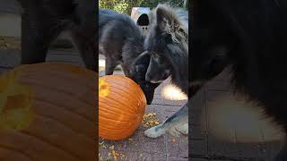 Pumpkin for Dogs Amazing Health Benefits [upl. by Kipp111]