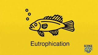 Eutrophication SUPER SIMPLE [upl. by Ahtiuqal42]