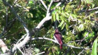 Pompadour Cotinga [upl. by Cerelia399]