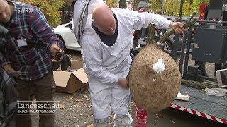 Feuerwehr gegen asiatisches Hornissennest [upl. by Lokcin]