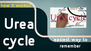 Urea cycle  An overview easy tricks [upl. by Byrom]