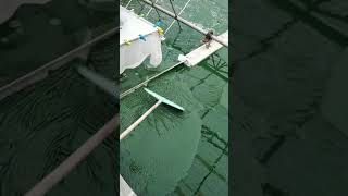 Spirulina Farming  Harvesting  918275369998 [upl. by Paton]