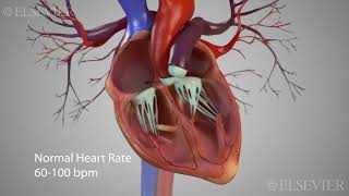 Irregular Heartbeat  Tachycardia and Bradycardia [upl. by Ileray407]