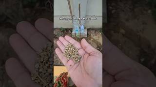 How to grow coriander dhania seeds gardening tranding youtubeshorts viralvideo [upl. by Boony]