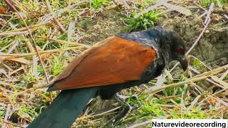 Beautiful Greater Coucal [upl. by Aylad]