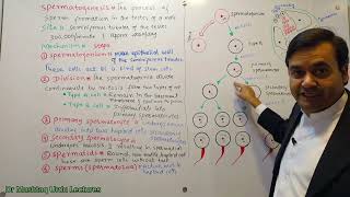 Spermatogenesis  Biology  Class 12  Dr Mushtaq Urdu lectures [upl. by Eatnahc]