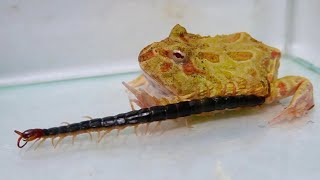 Frog eating centipede for the first time [upl. by Nahtam144]