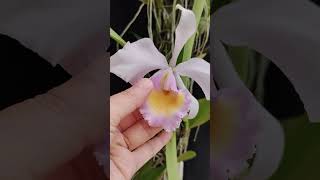 Cattleya trianaei var Albescens orchid anggrek nature [upl. by Burd]