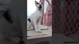 hungry cat waiting for food cat cats catlover catvideos [upl. by Banerjee]