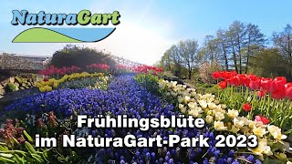 Frühlingsblüte 2023 im NaturaGartPark [upl. by Atiken584]