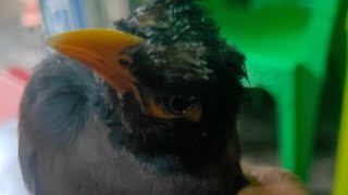 plkurmiMynah Soundoriginal Soundshortsvdominivlog202423114570000001 [upl. by Aleyam]