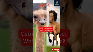 🚀 Ostrich vs Horse Which is Faster shorts [upl. by Nohpets243]