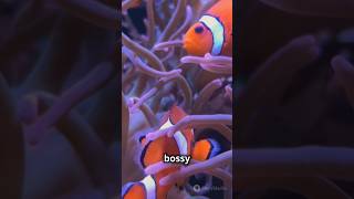 Clown fish education [upl. by Ahsinek753]