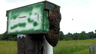 Swarm Traps and Bait Hives at FarmUS12 [upl. by Yreffej]