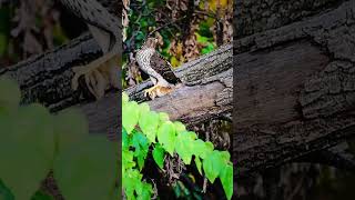 Cooper’s hawk with his breakfast buddy this morning [upl. by Marney]