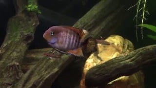 T Bar Cichlid Cryptoheros Sajica [upl. by Chappie307]