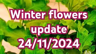 winter flowers care with update gardening gardeningchannel cute flowers houseplants [upl. by Narrat521]