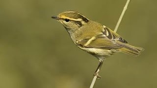 Burung Master  Kicauan Cikrak Pallas Pallas Leaf Warbler [upl. by Gayl568]