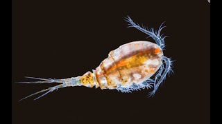 NEW YORK WATER BUGcopePODS [upl. by Ranger]