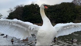 Mute Swan Cob vocals  territorial grunting 🦢 shorts Swan shortsfeed [upl. by Nairde]