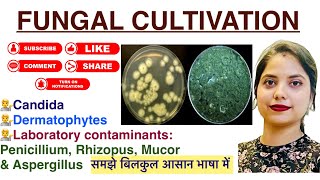 Fungal cultivation in Hindi  Candida  Dermatophytes  Pencillium  lab findings  Mycology  MLT [upl. by Inalan]