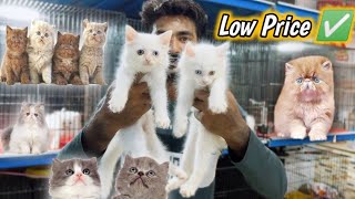 Persian cat price in Lahore  Tollinton market Lahore  pet market  cat shop  MMB pet lover [upl. by Noyrb]