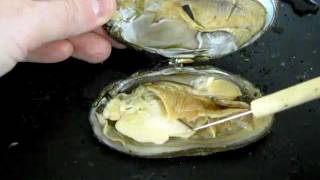 Bivalve Anatomy freshwater mussel [upl. by Ytsirk41]