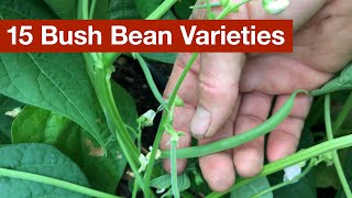 15 Bush Bean Varieties [upl. by Claire]