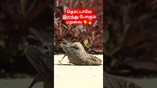 😱 உலகின் விசித்திரமான வித்தியாசமான பறவை 👇titoni shortvideo facts science history shortfeed [upl. by Dagny]