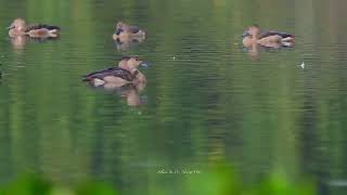 Lesser Whistling Duck [upl. by Arayc55]