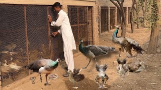 Peacock Breeding Farm Hen Hatching Eggs Peacock Dance Birds Farming Animal Vlog Hsn Entertainment [upl. by Auberta753]