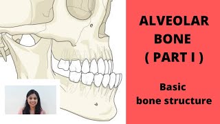 ALVEOLAR BONE  Part I  II Basic Structure Of Bone [upl. by Reidar]