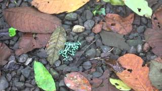 Poison Dart Frogs Fighting in Costa Rica [upl. by Ellecrad381]