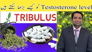 DOES TRIBULUS TERRESTRIS WORK  Dr AHSAJID Explained [upl. by Lamaaj]