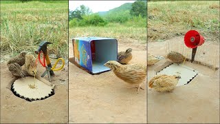 Best Unique Underground Bird Trap shorts [upl. by Zirkle]