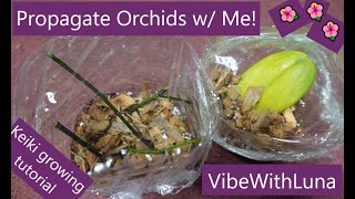 🌺Propagating Orchids from Stem Cuttings amp Rogue Leaf🌱VibeWithLuna✨ [upl. by Sitruk]