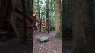 Video of Jedediah Smith Campground CA from Derrick E [upl. by Silliw]