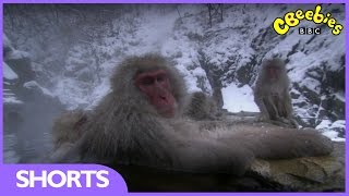 CBeebies  Andys Baby Animals  Snow Monkeys at the hot springs [upl. by Aihsikal494]