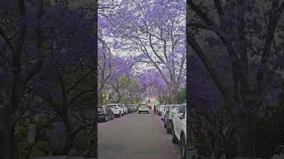 VVLOGS beautiful Jacaranda in season [upl. by Srini253]