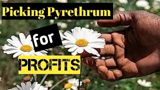 How to pick Pyrethrum for Great Profits [upl. by Inaoj281]