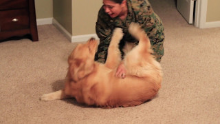 Adorable Golden Retriever Welcomes Marine Home [upl. by Acinorrev]