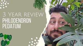 Philodendron Pedatum Review  3 Years Later  Philodendron Pedatum Care and Tips [upl. by Nivri]