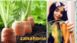 Como cultivar zanahoria en casa [upl. by Buddie]