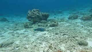 A trumpetfish using a queen parrotfish to sneak up on prey [upl. by Casar]