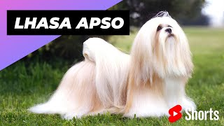 Lhasa Apso 🐶 One Of The Laziest Dog Breeds In The World shorts [upl. by Hoi]