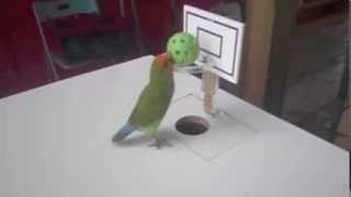 Lovebird tricks [upl. by Ivette]